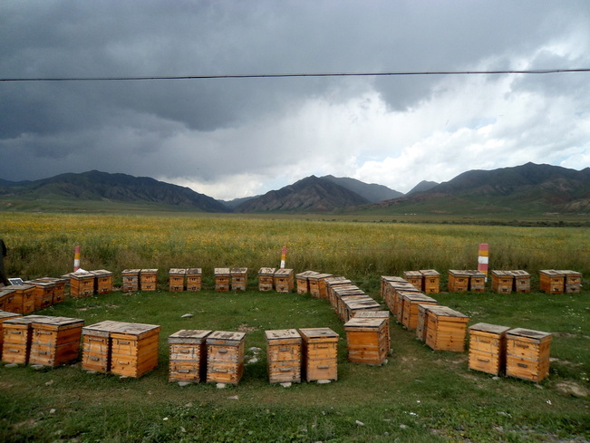 High Altitude beekeepers in the Sangke Grasslands outside of Xiahe China