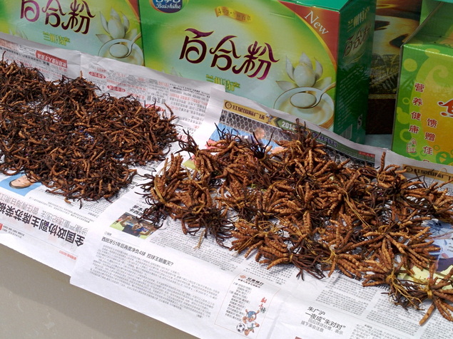 recent crop of cordyceps sinensis dying in Lanzou, Cina