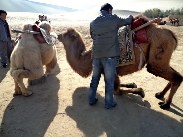 Mounting a camel