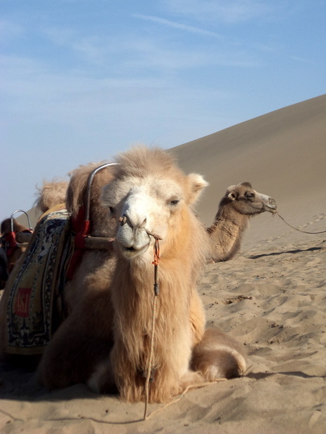 Dunhuang Smiling Camel