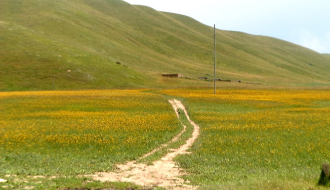 Fields of wildflowers with roads leading nowhere in the Sangke Garsslands outside Xiahe China
