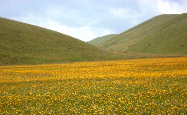 Fields of wildflowers in the Sangke Grasslands outside of Xiahe China