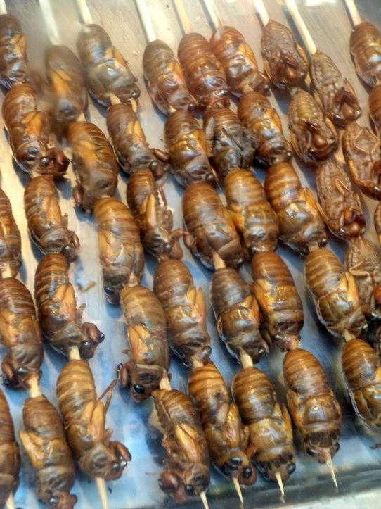  Beijing’s Wangfujing Food Street Fried Cicadas