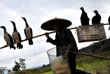 Cormorant fishing in China